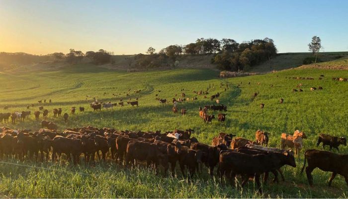 Foto: Adapar Atualização de rebanhos entra na última semana com 70,3% das propriedades cadastradas